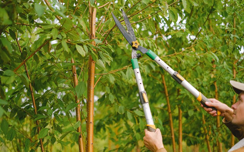 Tree trimming in Smiths Grove, KY